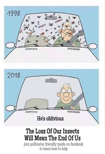 Insects Dying